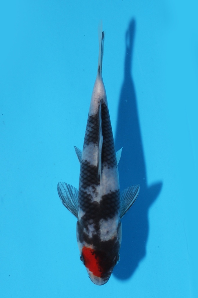 清十郎产 丹昭 当才 13cm 公母不明 341068