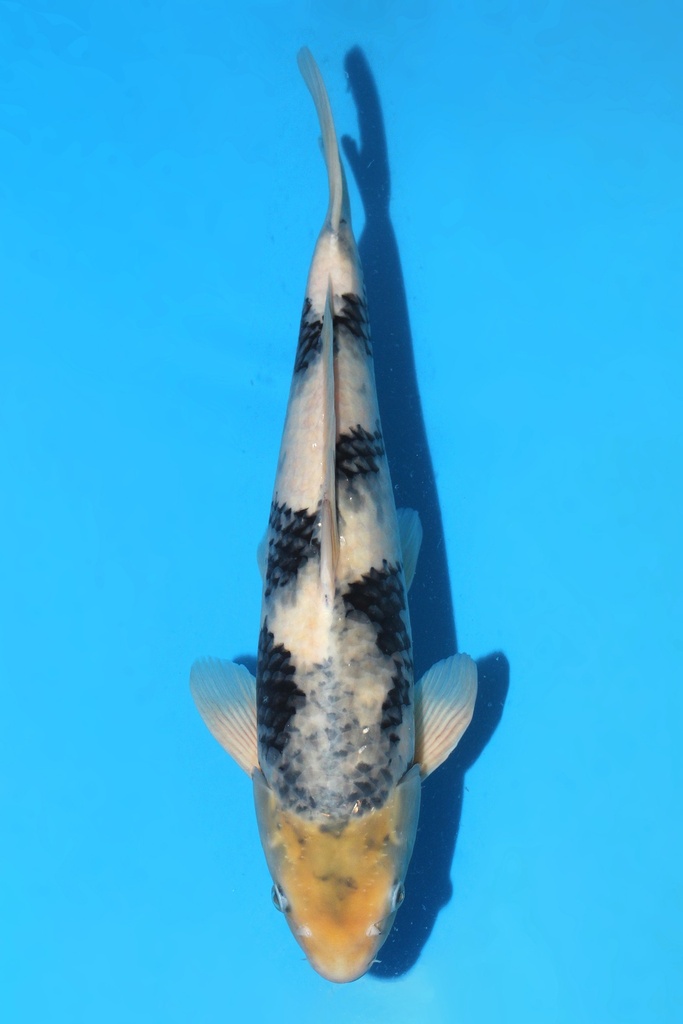 面迫产 白写 二才 42cm 雄性 341073