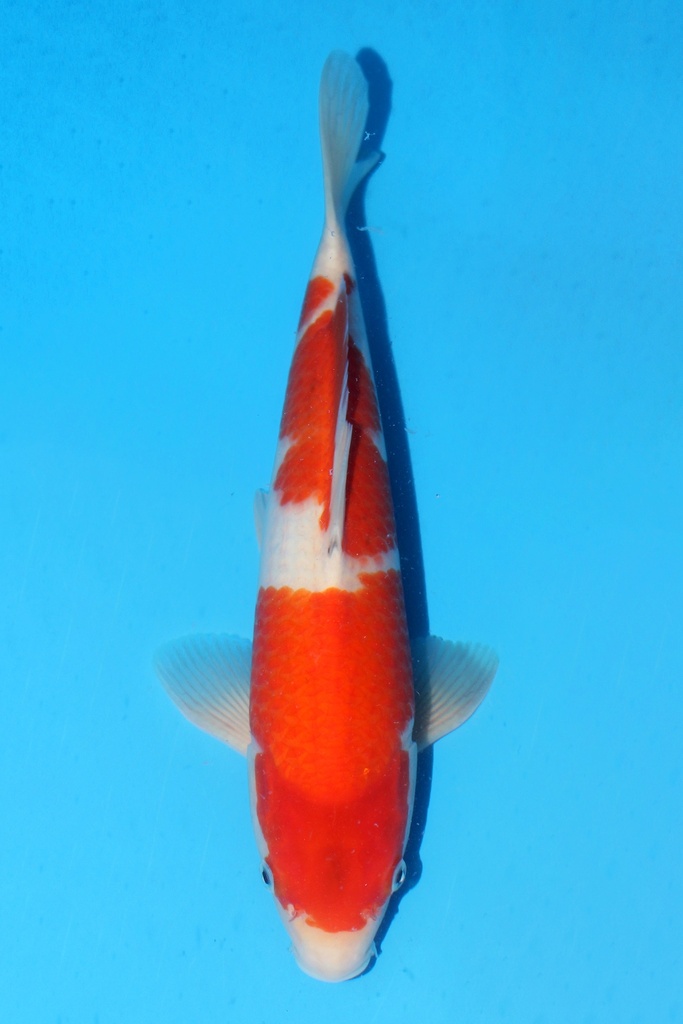 桃太郎产 大正 当才 38cm 雌性 341076