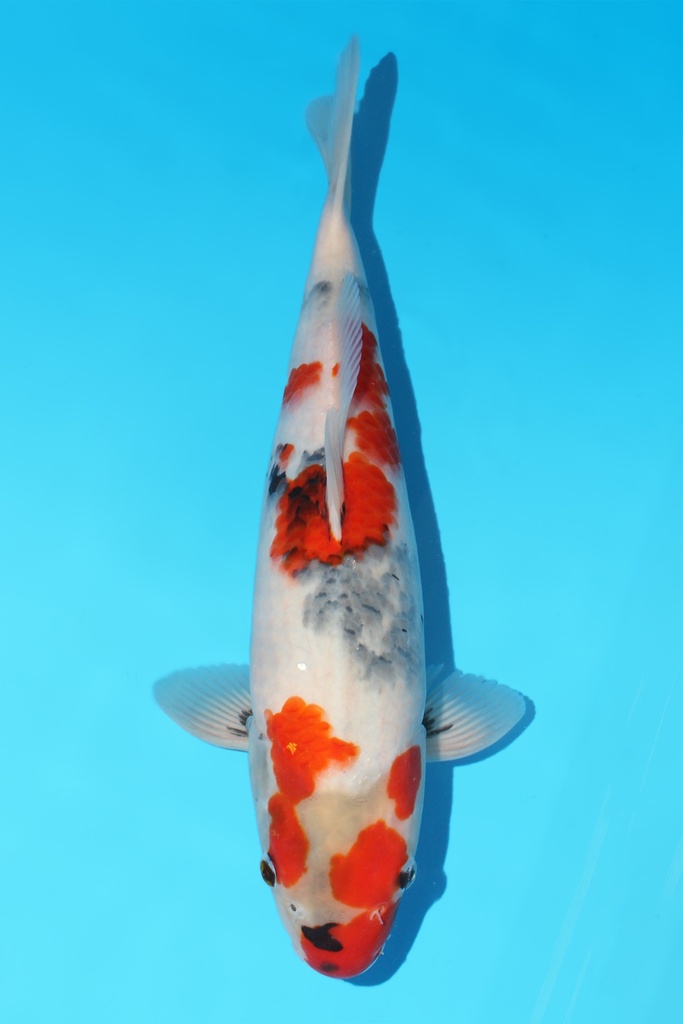 大日产 昭和 当才 38cm 公母不明 341078