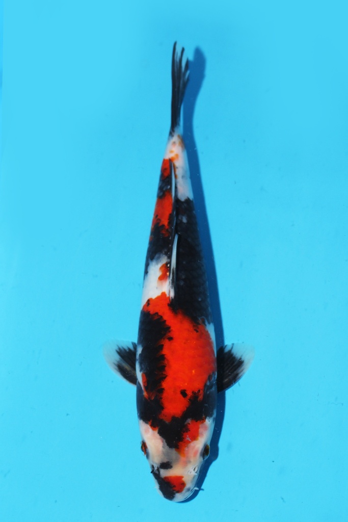 阪井产 昭和 当才 30cm 雌性 341080