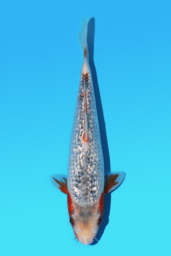 大家产 银鳞浅黄 当才 22cm 公母不明 341083