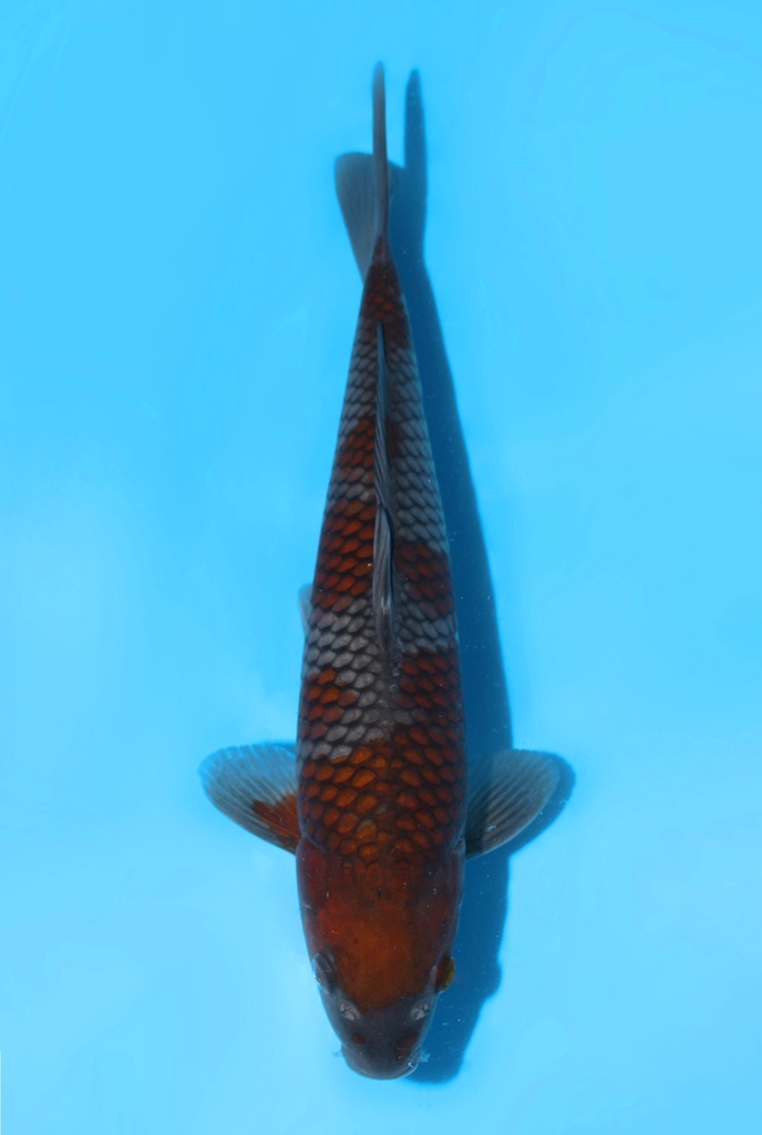 清十郎产 落叶 当才 30cm 雄性 341092