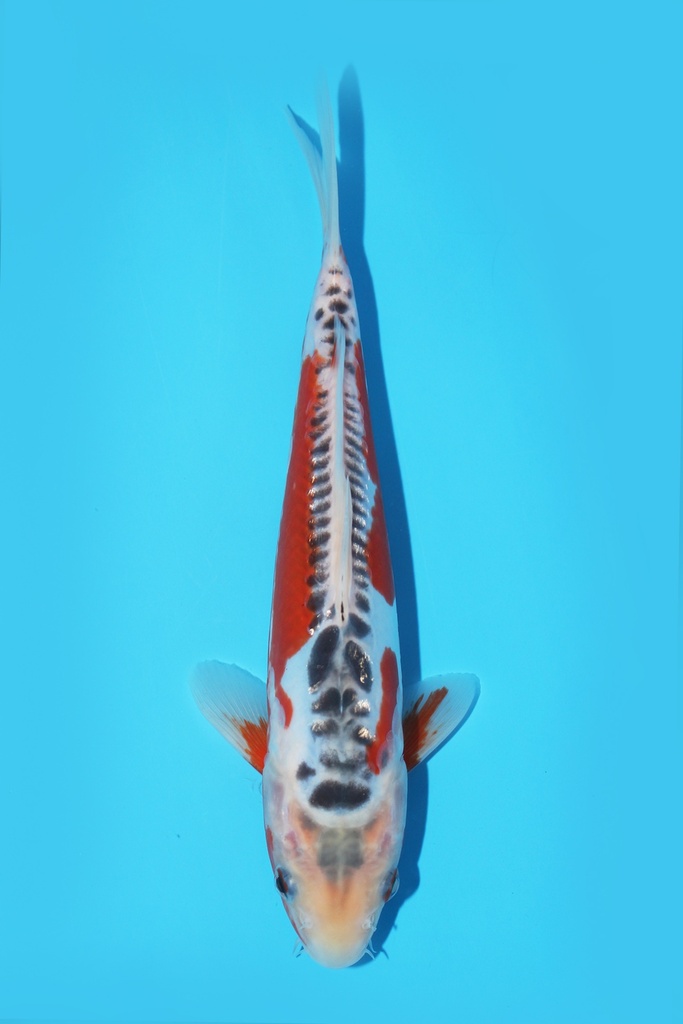 田中产 秋翠 当才 22cm 公母不明 341094