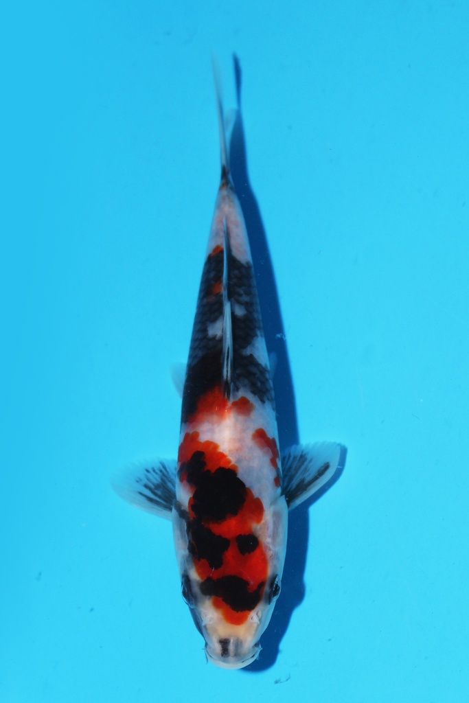 清十郎产 昭和 当才 17cm 公母不明 341099