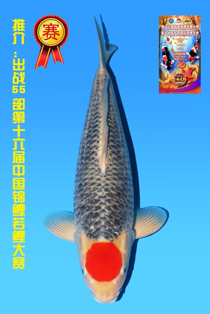 菅野产 丹顶五色 二才 55cm 雌性 342007