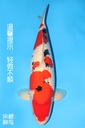 阪井产 大正 三才 72cm 雌性 342010