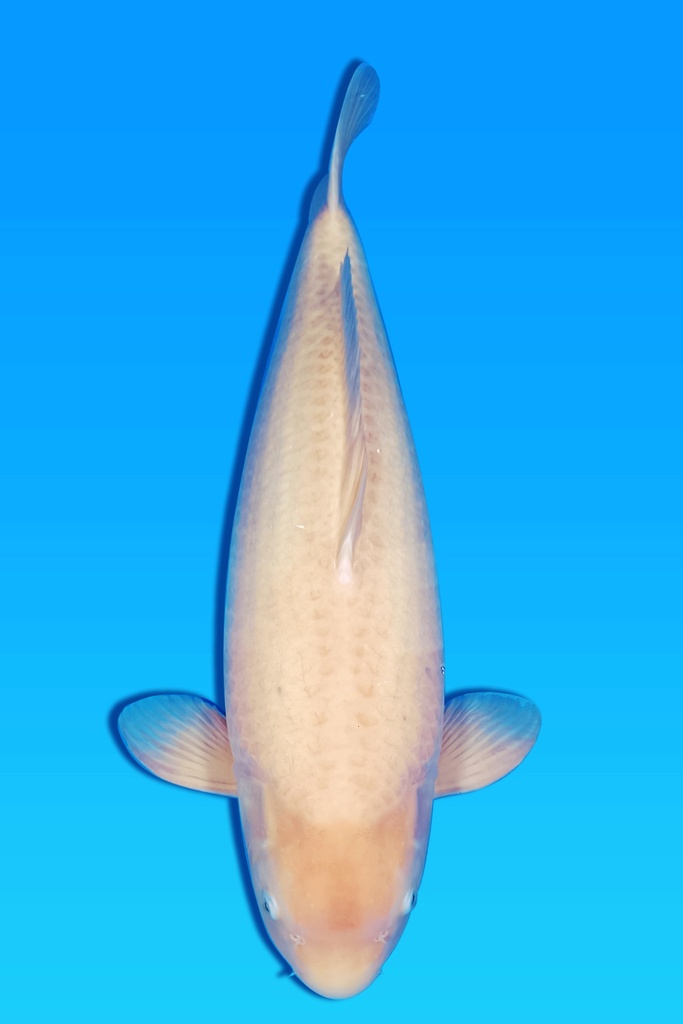 桃太郎产 白无地 四才 73cm 雌性 342011