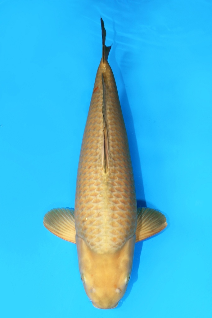 丸堂产 绿茶鲤 三才 61cm 雌性 342023