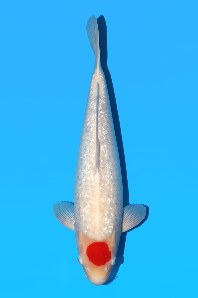 丸重产 银鳞丹顶 明二才 44cm 雌性 342016