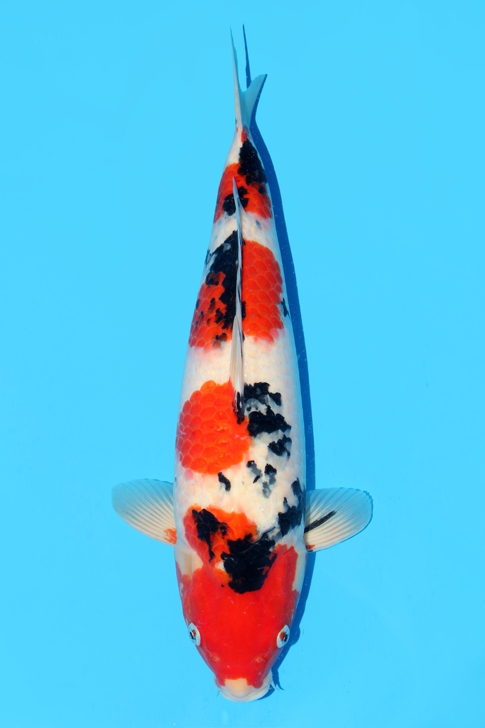 阪井产 大正 二才 51cm 雌性 342033