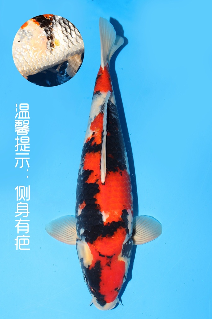 大日产 昭和 二才 56cm 雌性 342029