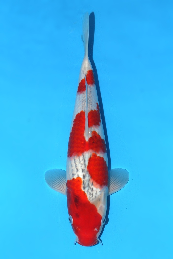 川上产 五色 大当才 35cm 雌性 342036