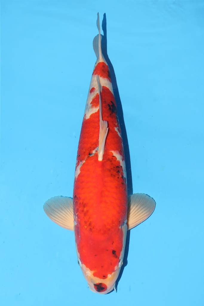 大日产 昭和 二才 66cm 雌性 342043