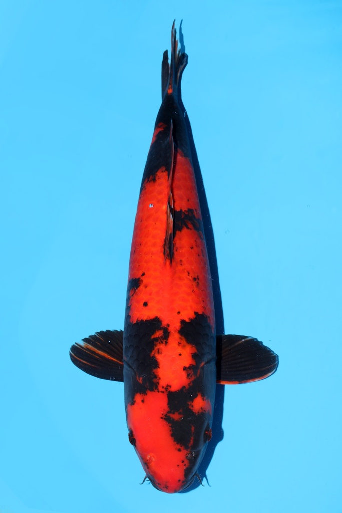 大日产 绯写 二才 64cm 雌性 342044