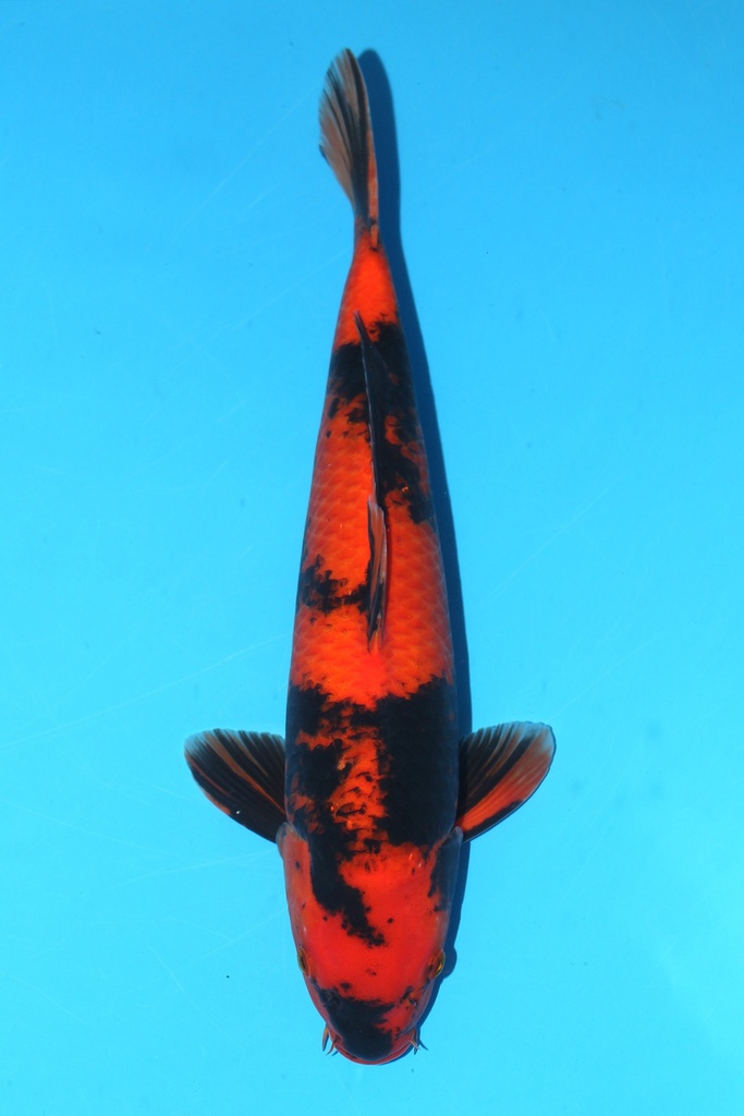 篠田产 绯写 明二才 42cm 雌性 342050