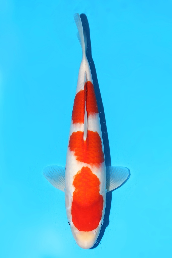 桃太郎产 红白 大当才 39cm 雌性 342052