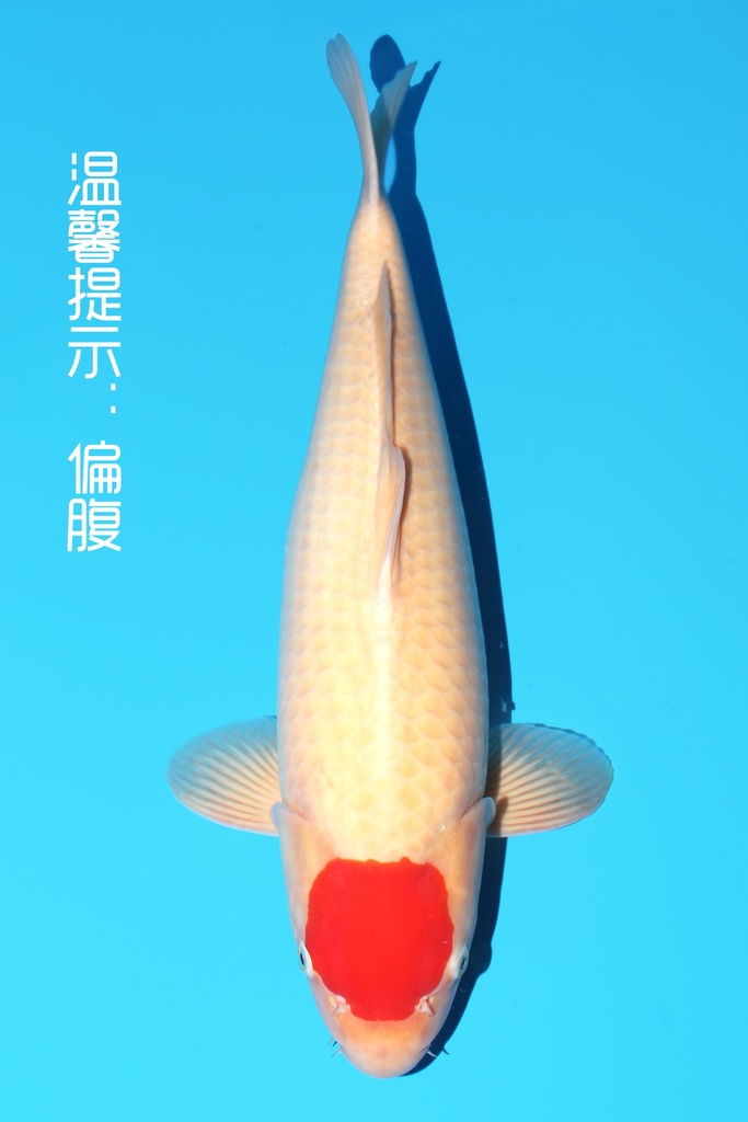 桃太郎产 丹顶 二才 58cm 雌性 342041