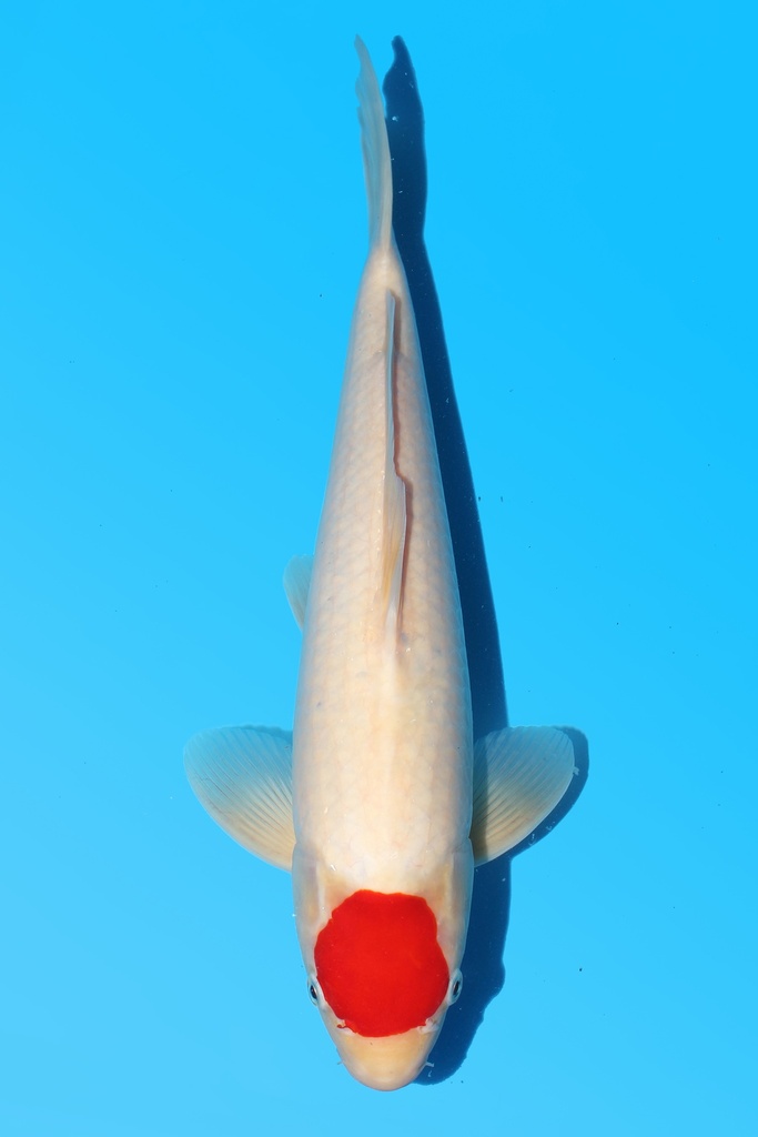 丸重产 丹顶 二才 40cm 雄性 342060