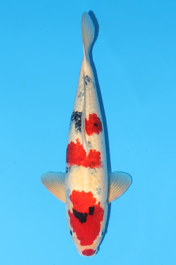 丸堂产 大正 二才 56cm 雄性 342063