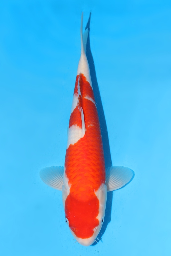 桃太郎产 红白 大当才 39cm 雌性 342066