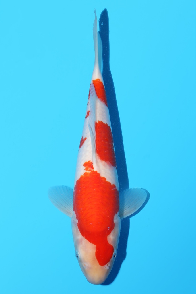 桃太郎产 红白 大当才 32cm 公母不明 342096