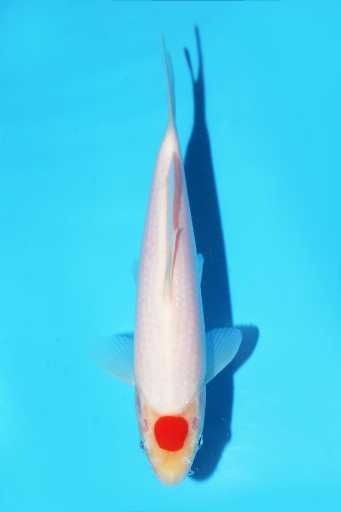 尾形产 丹顶 当才 19cm 公母不明 342081