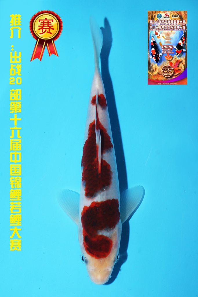 尾形产 衣 当才 18cm 公母不明 342082