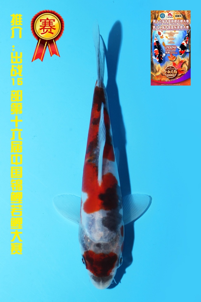 菅野产 德系昭和 当才 15cm 公母不明 342085