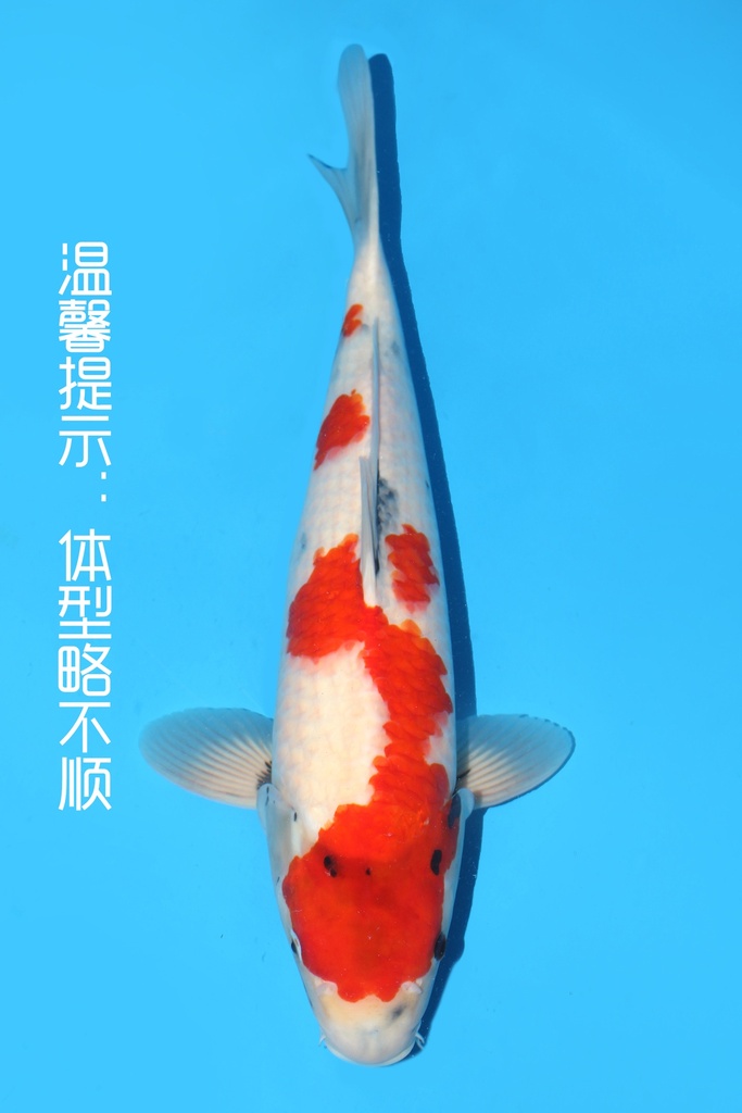 大日产 昭和 大当才 49cm 雌性 342088