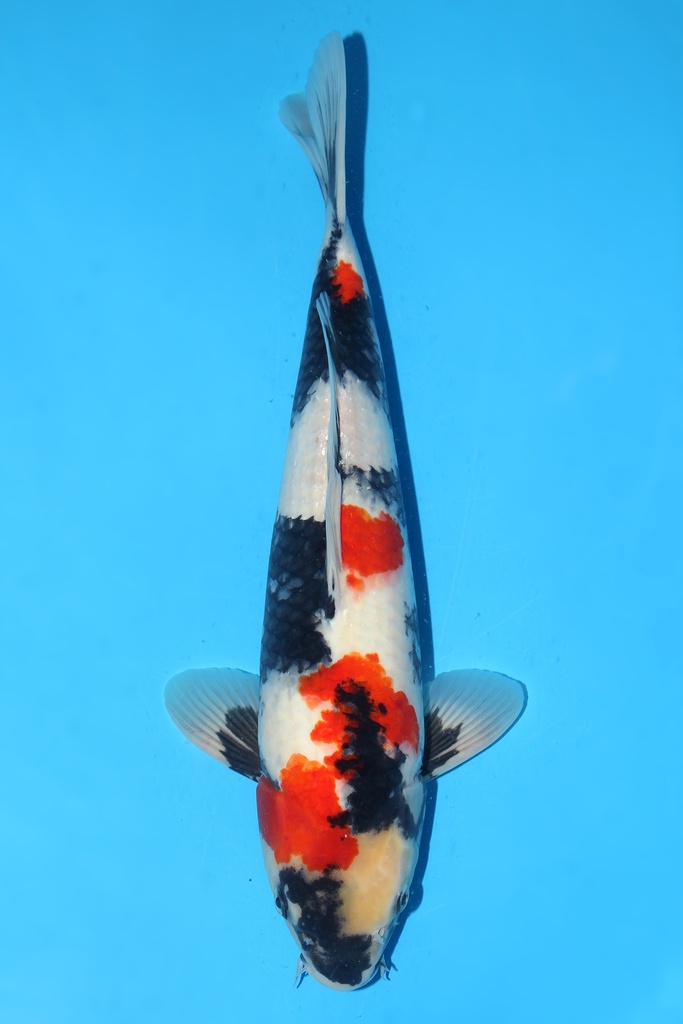 大日产 昭和 大当才 42cm 雌性 342064