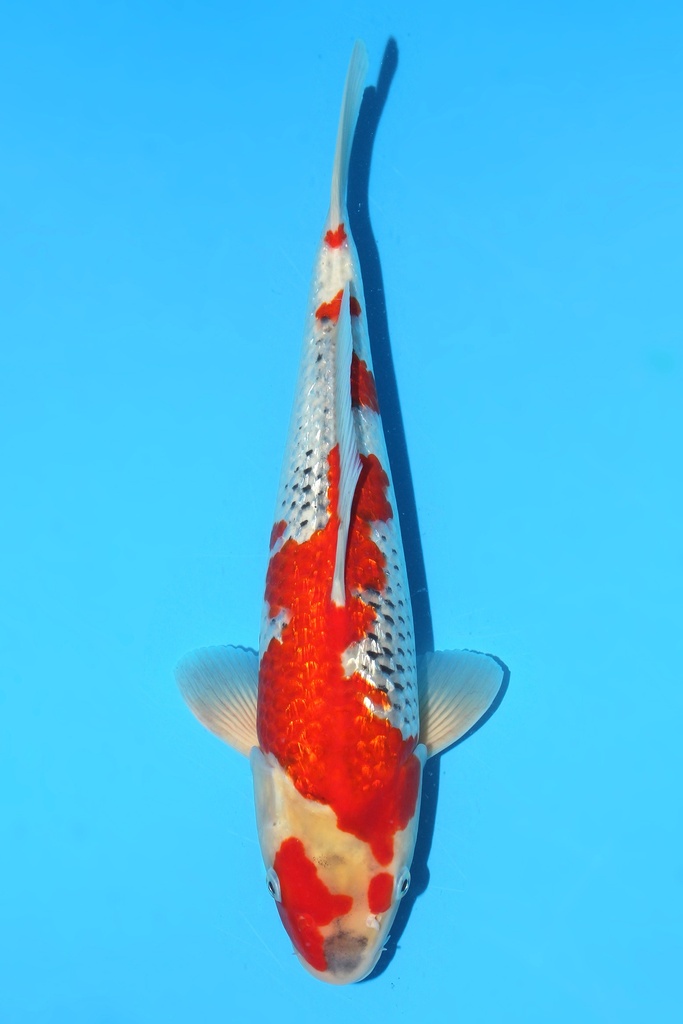 川上产 银鳞五色 大当才 38cm 雄性 342093