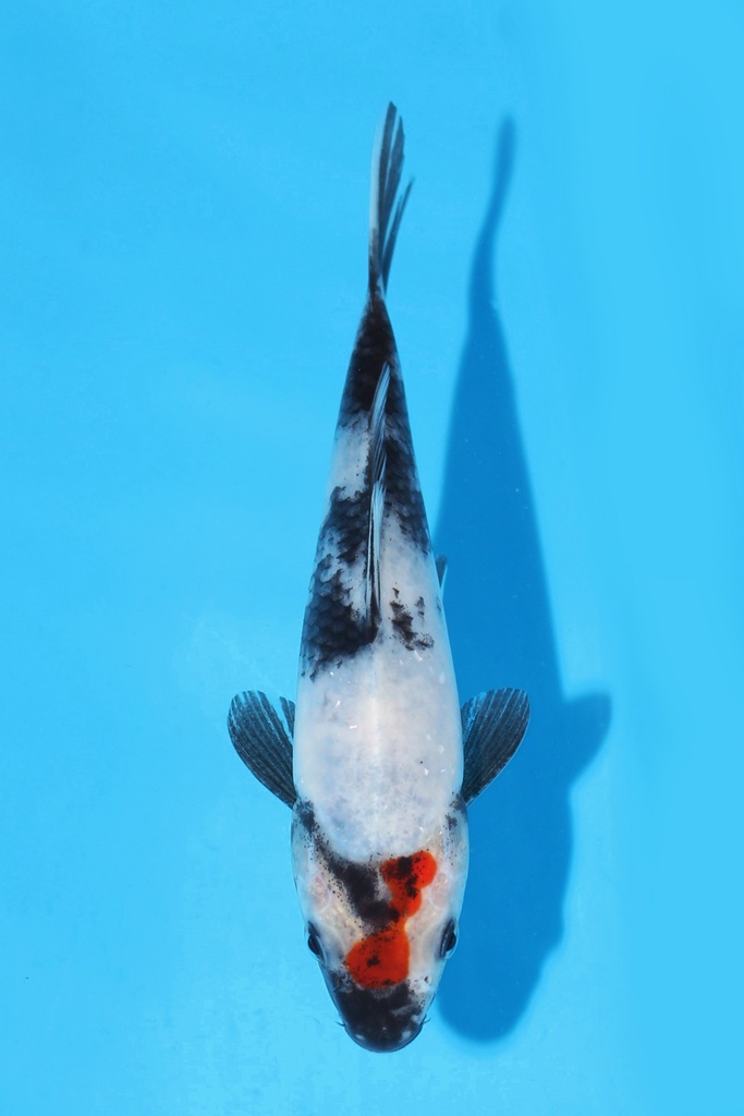 清十郎产 丹顶昭和 当才 16cm 公母不明 342099