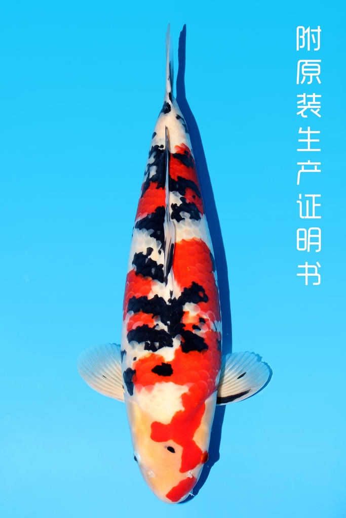 大川产 大正 二才 66cm 雌性 343007