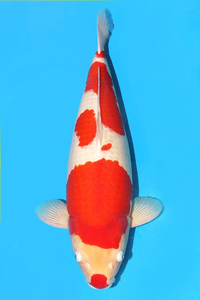 诚太郎产 红白 明四才 73cm 雌性 343010