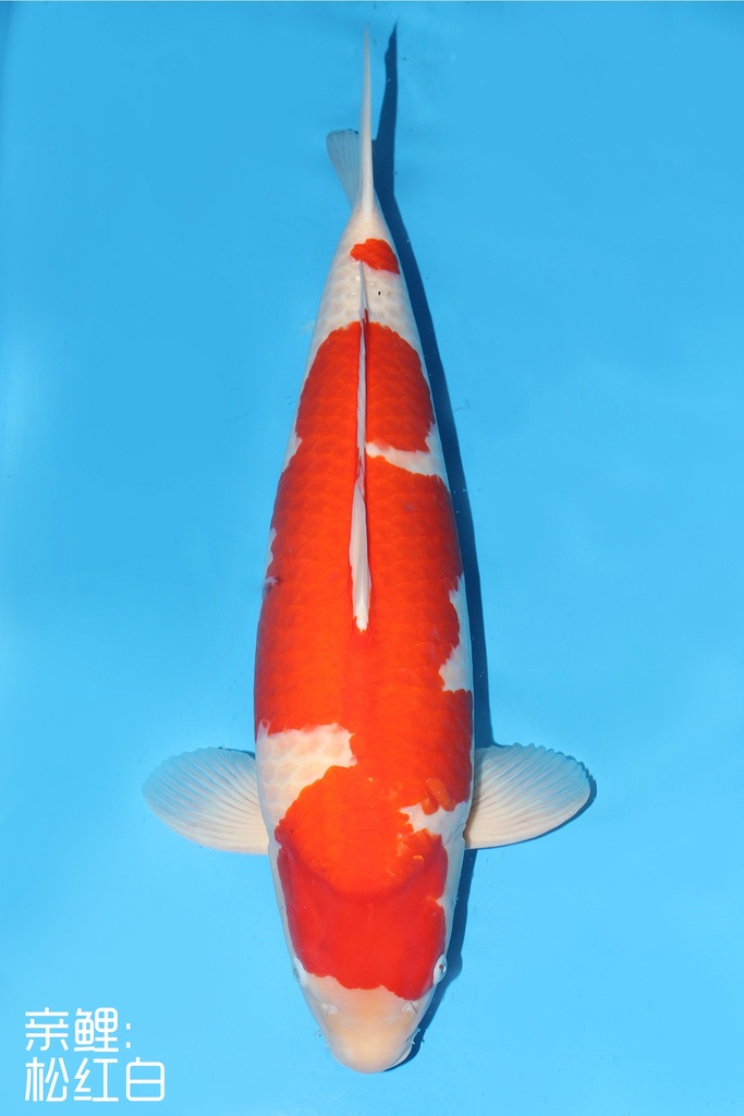 桃太郎产 红白 明四才 74cm 雌性 343009