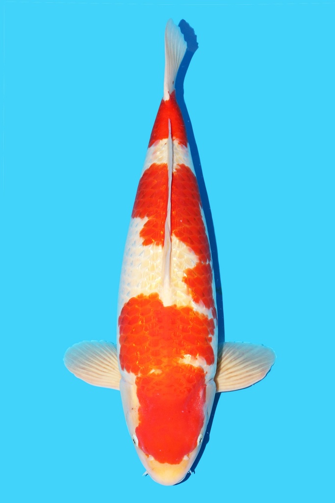 大日产 银鳞红白 四才 70cm 雌性 343014