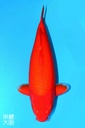 尾形产 火鲤 三才 65cm 雌性 343021