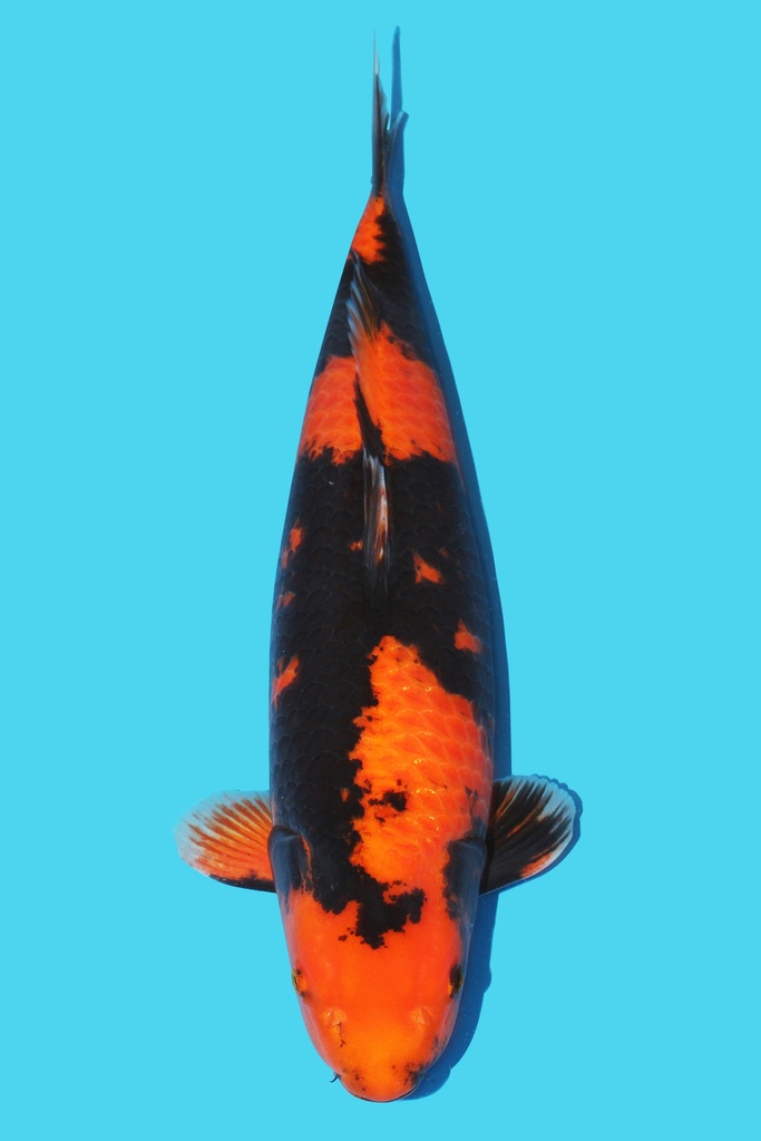 蓧田产 绯写 二才 63cm 雌性 343024