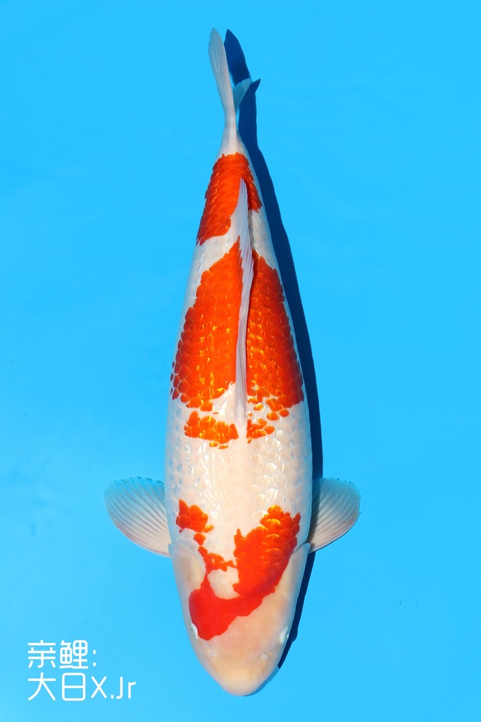 桃太郎产 银鳞红白 明三才 66cm 雌性 343047