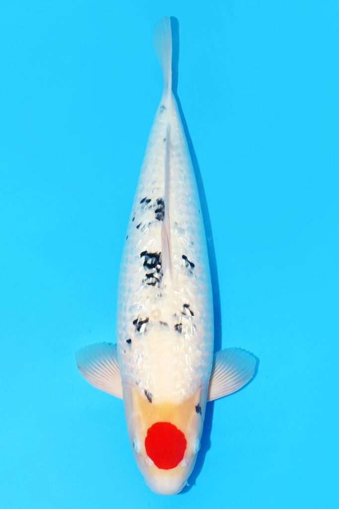 别府产 银鳞丹顶三色 三才 60cm 雌性 343016