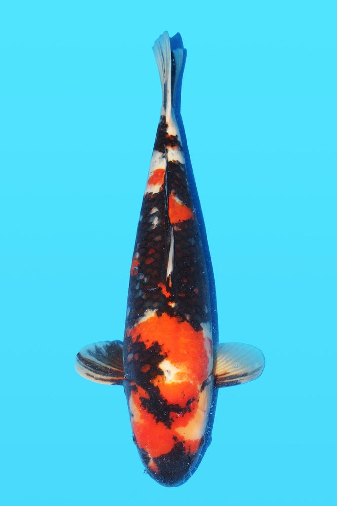 大日产 昭和 三才 66cm 雌性 343035