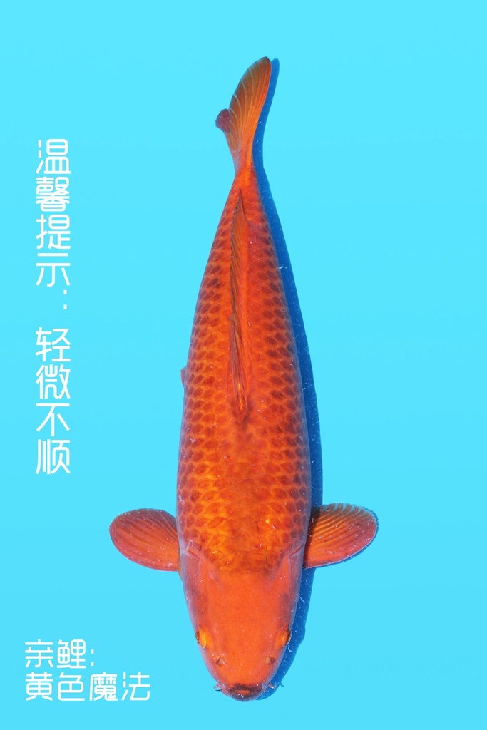 阪井产 黄色魔法变种鲤 三才 61cm 雌性 343055
