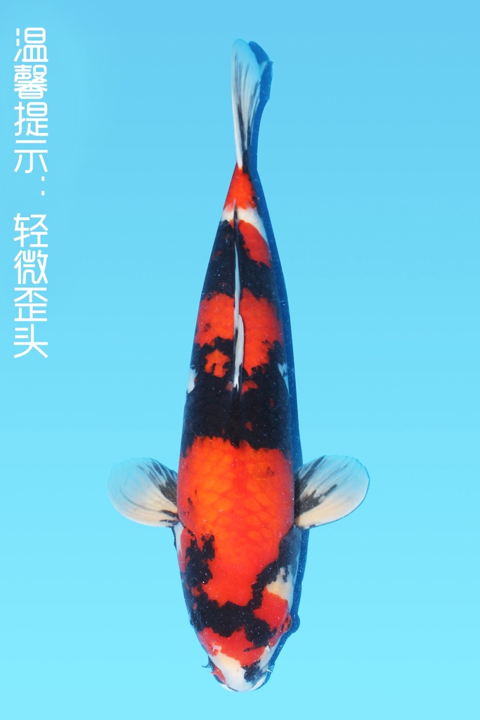 大日产 昭和 三才 64cm 雌性 343054