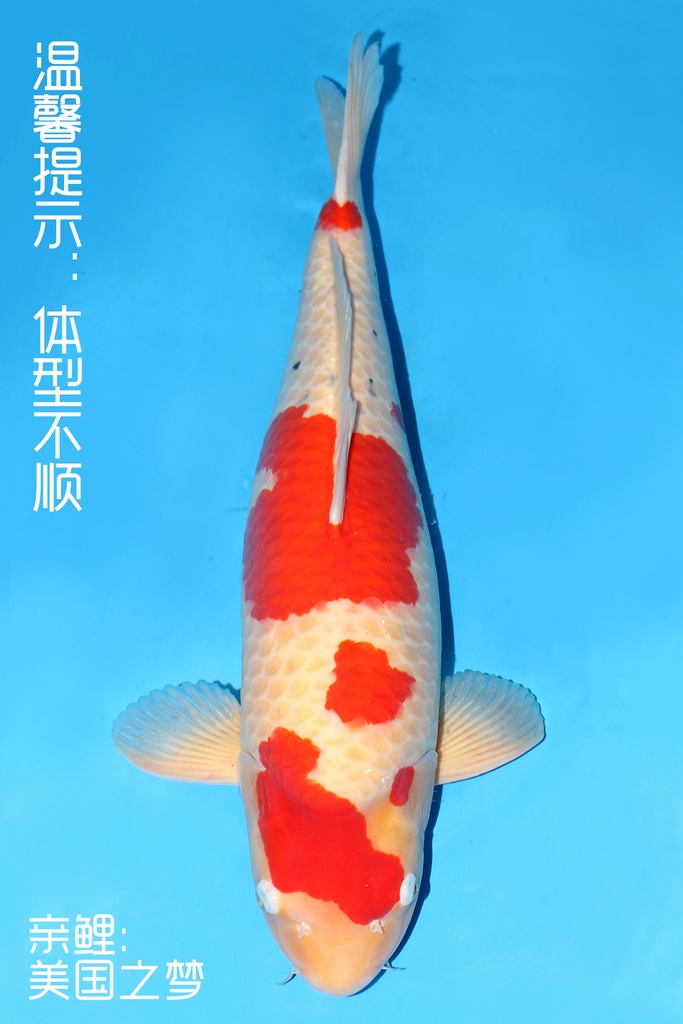 桃太郎产 大正 明四才 73cm 雌性 343056