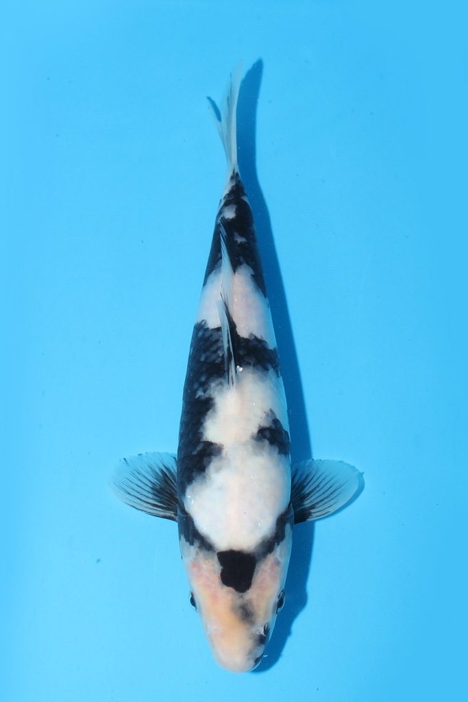 尾形产 白写 当才 25cm 雌性 343052