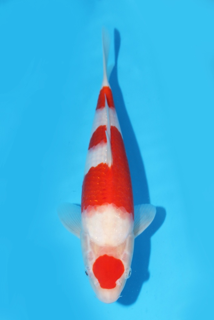 阪井产 红白 大当才 29cm 雄性 343051