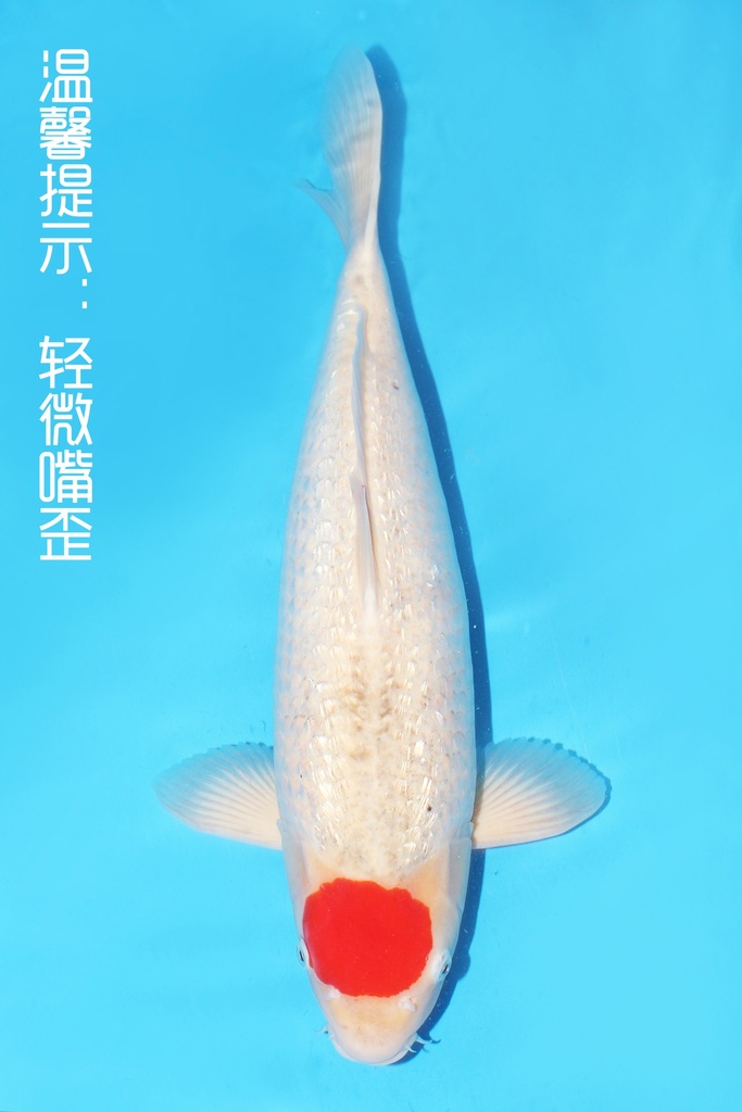菅野产 银鳞丹顶五色 56cm 三才 雌性 343040