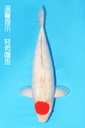 菅野产 银鳞丹顶五色 56cm 三才 雌性 343040