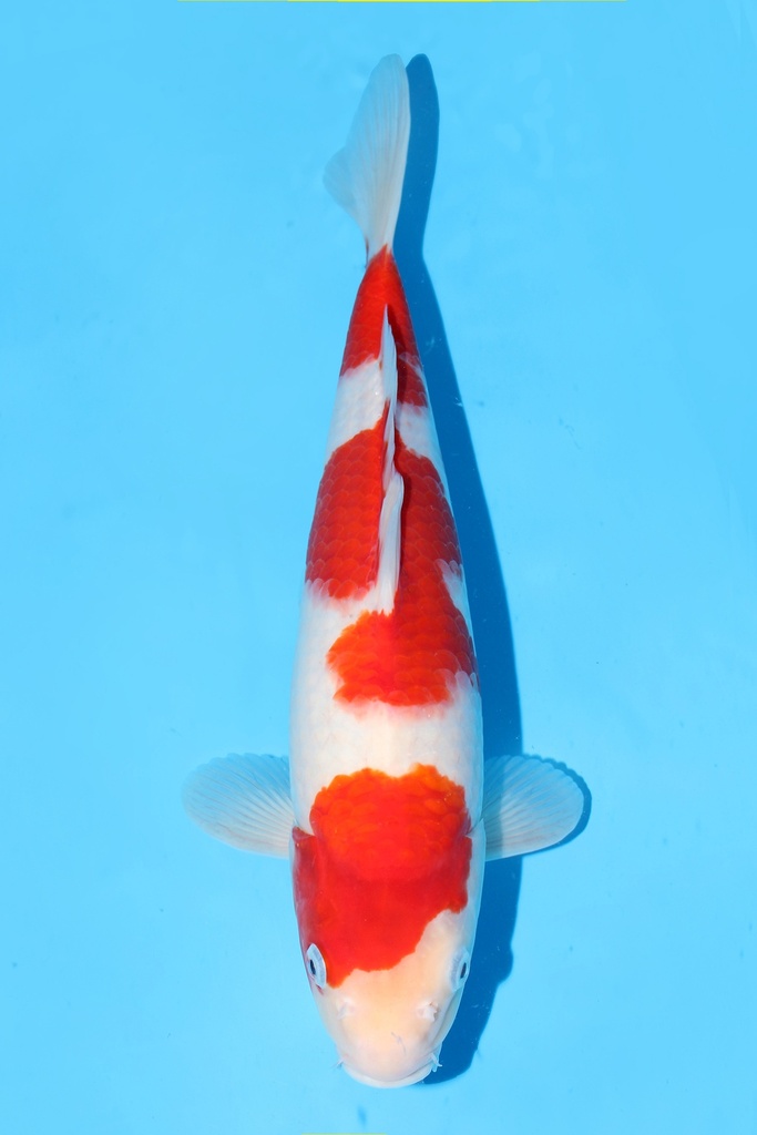 谷养产 红白 二才 36cm 雌性 343059